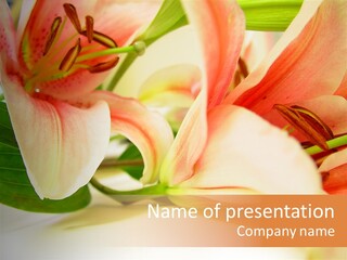 White Pink Petal PowerPoint Template