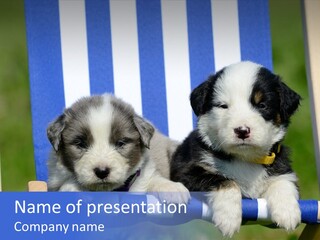 Stuhl Blue Merle Australian Shepherd PowerPoint Template