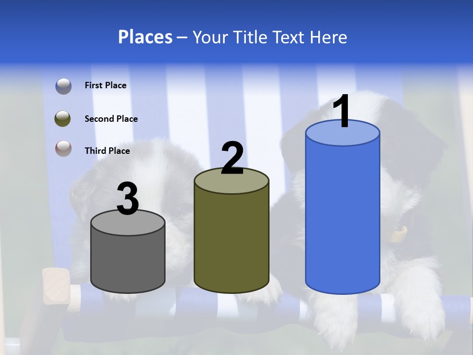 Stuhl Blue Merle Australian Shepherd PowerPoint Template