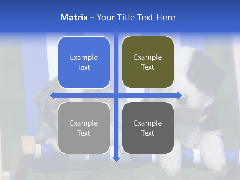 Stuhl Blue Merle Australian Shepherd PowerPoint Template