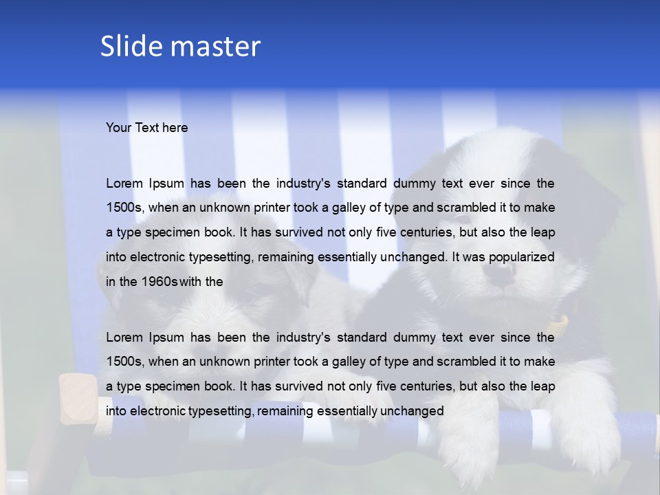 Stuhl Blue Merle Australian Shepherd PowerPoint Template