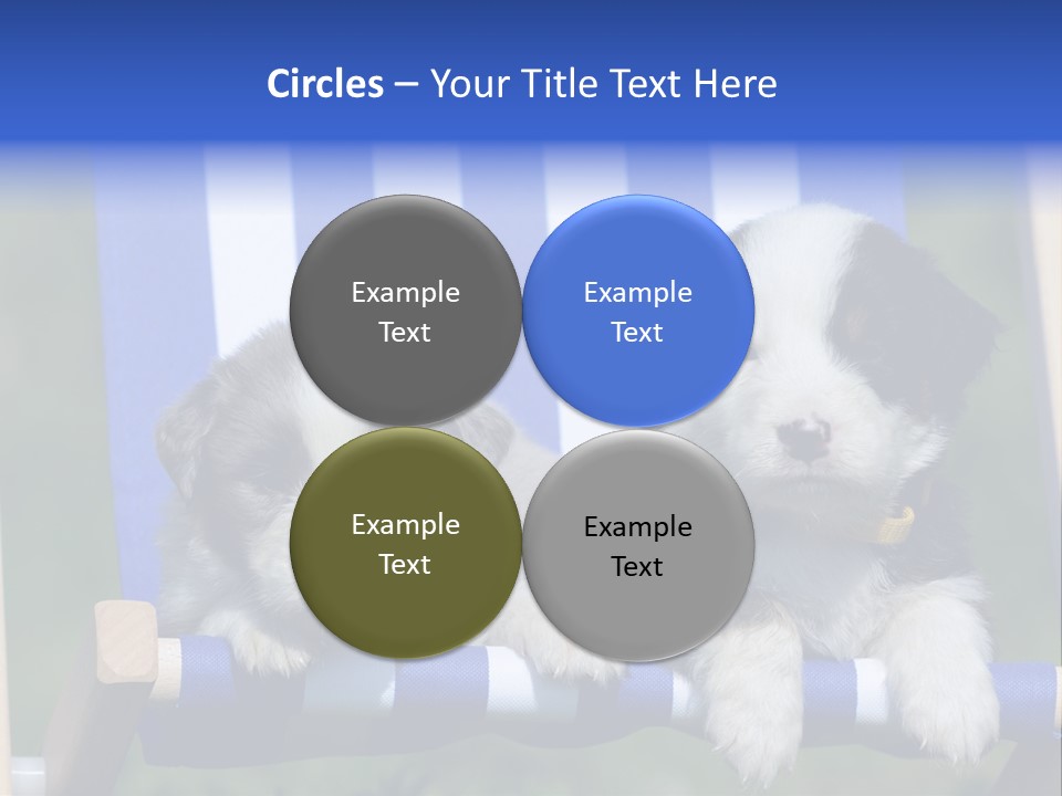 Stuhl Blue Merle Australian Shepherd PowerPoint Template