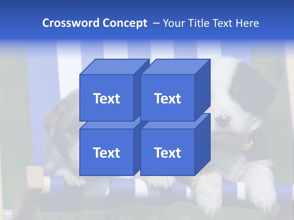 Stuhl Blue Merle Australian Shepherd PowerPoint Template