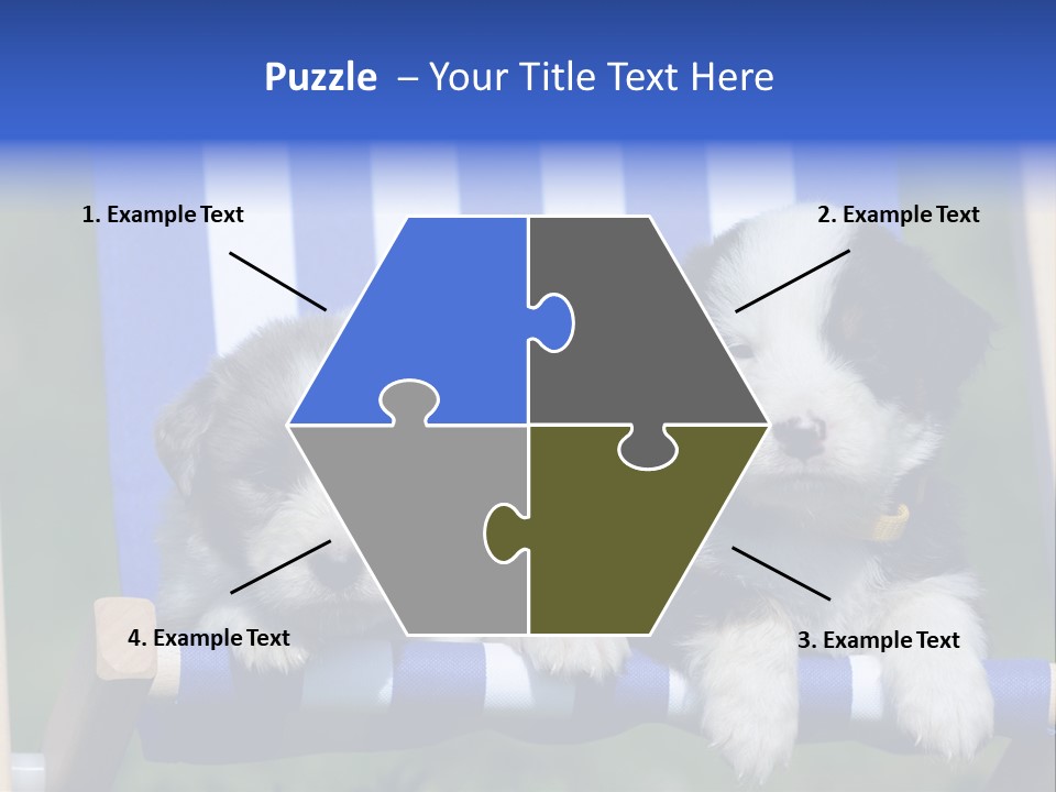 Stuhl Blue Merle Australian Shepherd PowerPoint Template