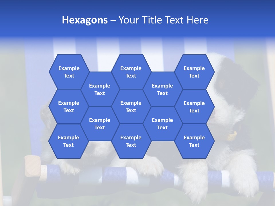 Stuhl Blue Merle Australian Shepherd PowerPoint Template