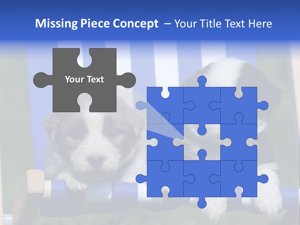 Stuhl Blue Merle Australian Shepherd PowerPoint Template