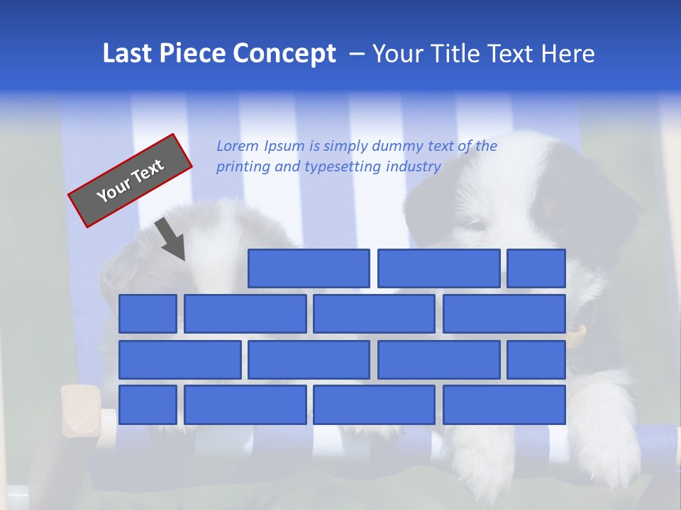 Stuhl Blue Merle Australian Shepherd PowerPoint Template