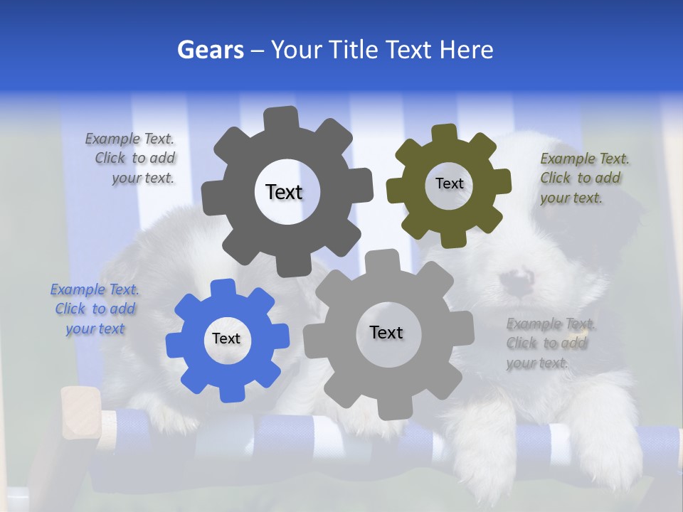 Stuhl Blue Merle Australian Shepherd PowerPoint Template