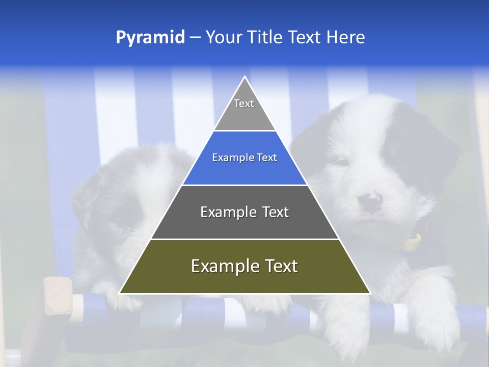 Stuhl Blue Merle Australian Shepherd PowerPoint Template