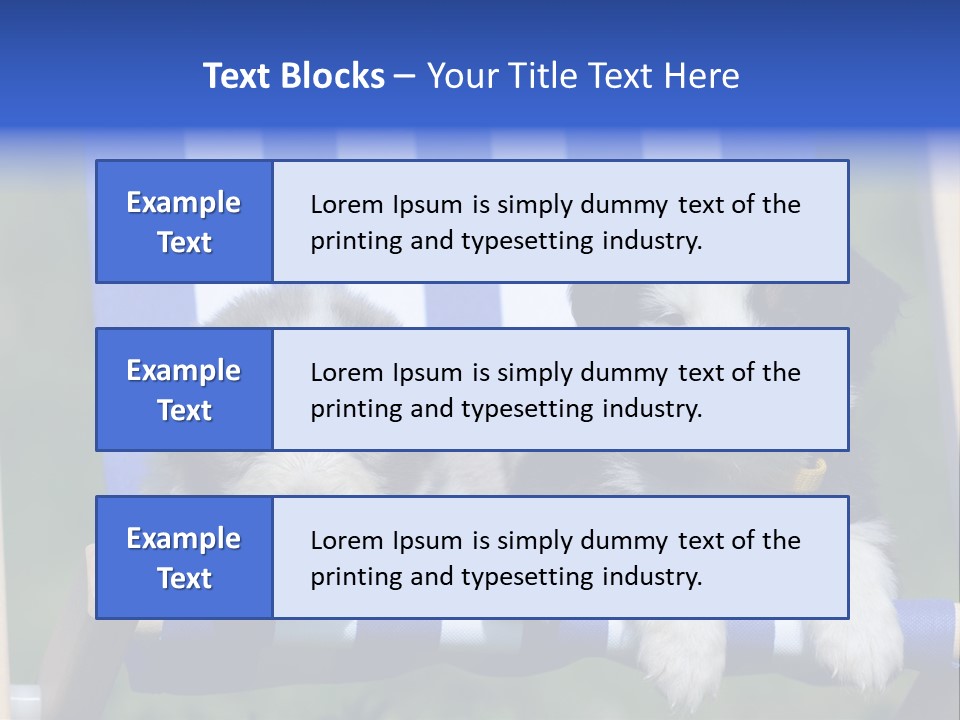 Stuhl Blue Merle Australian Shepherd PowerPoint Template