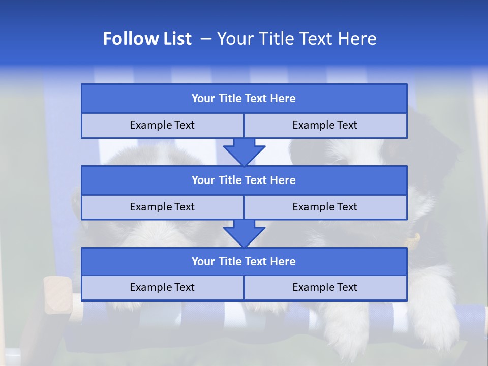 Stuhl Blue Merle Australian Shepherd PowerPoint Template