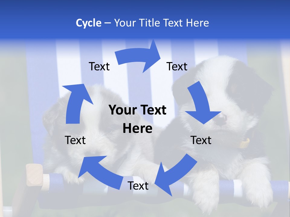 Stuhl Blue Merle Australian Shepherd PowerPoint Template