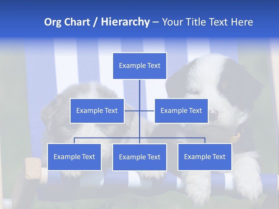 Stuhl Blue Merle Australian Shepherd PowerPoint Template