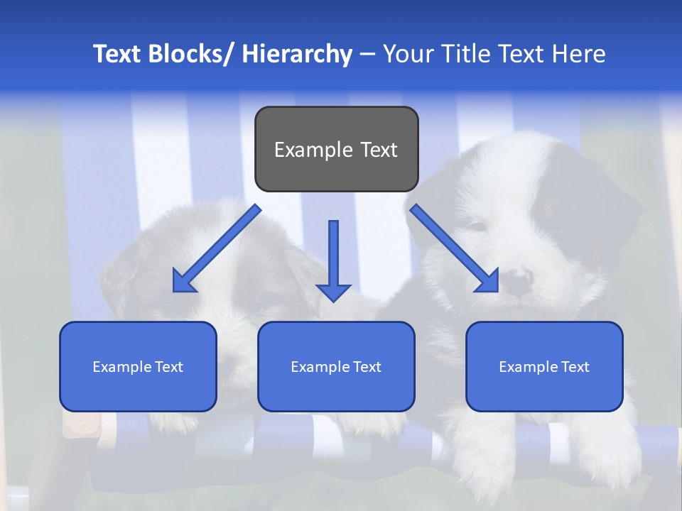 Stuhl Blue Merle Australian Shepherd PowerPoint Template