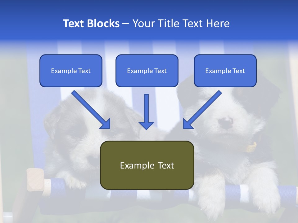 Stuhl Blue Merle Australian Shepherd PowerPoint Template