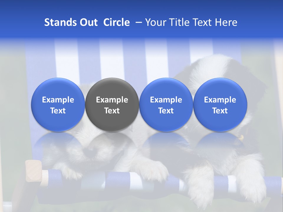 Stuhl Blue Merle Australian Shepherd PowerPoint Template