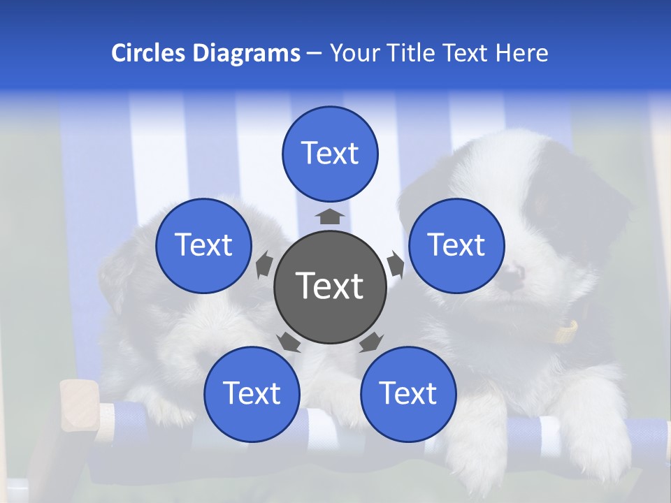 Stuhl Blue Merle Australian Shepherd PowerPoint Template