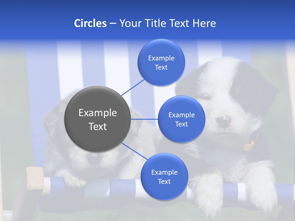 Stuhl Blue Merle Australian Shepherd PowerPoint Template