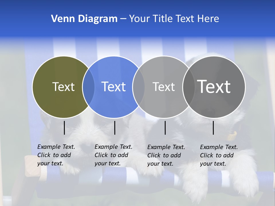 Stuhl Blue Merle Australian Shepherd PowerPoint Template