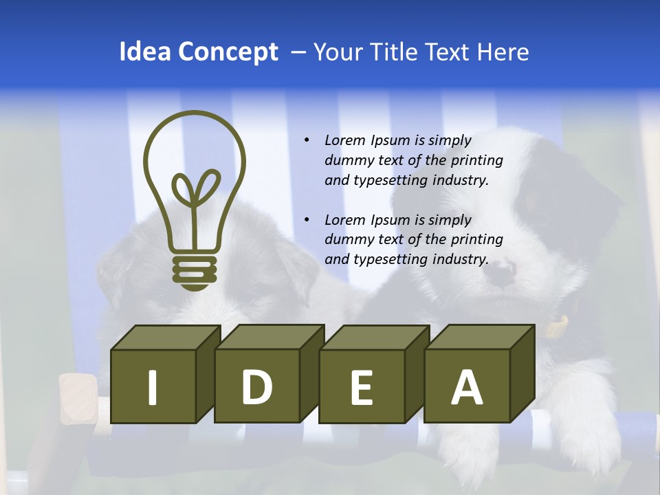 Stuhl Blue Merle Australian Shepherd PowerPoint Template