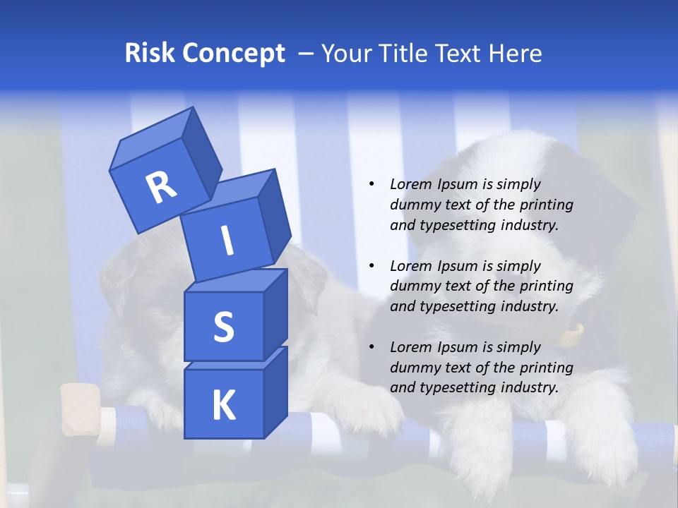 Stuhl Blue Merle Australian Shepherd PowerPoint Template