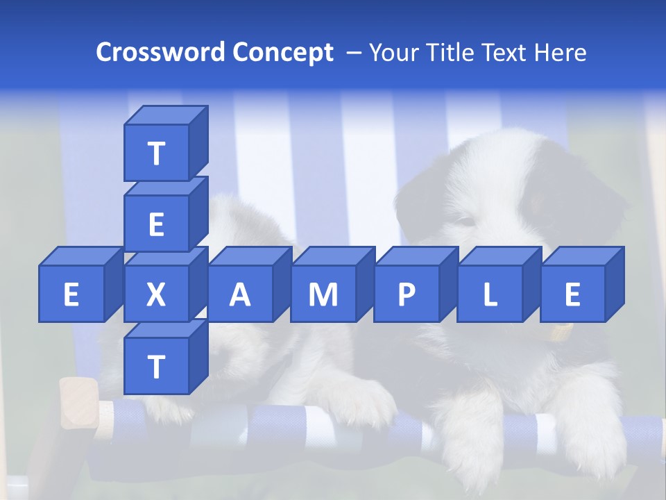 Stuhl Blue Merle Australian Shepherd PowerPoint Template