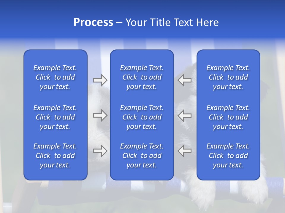 Stuhl Blue Merle Australian Shepherd PowerPoint Template