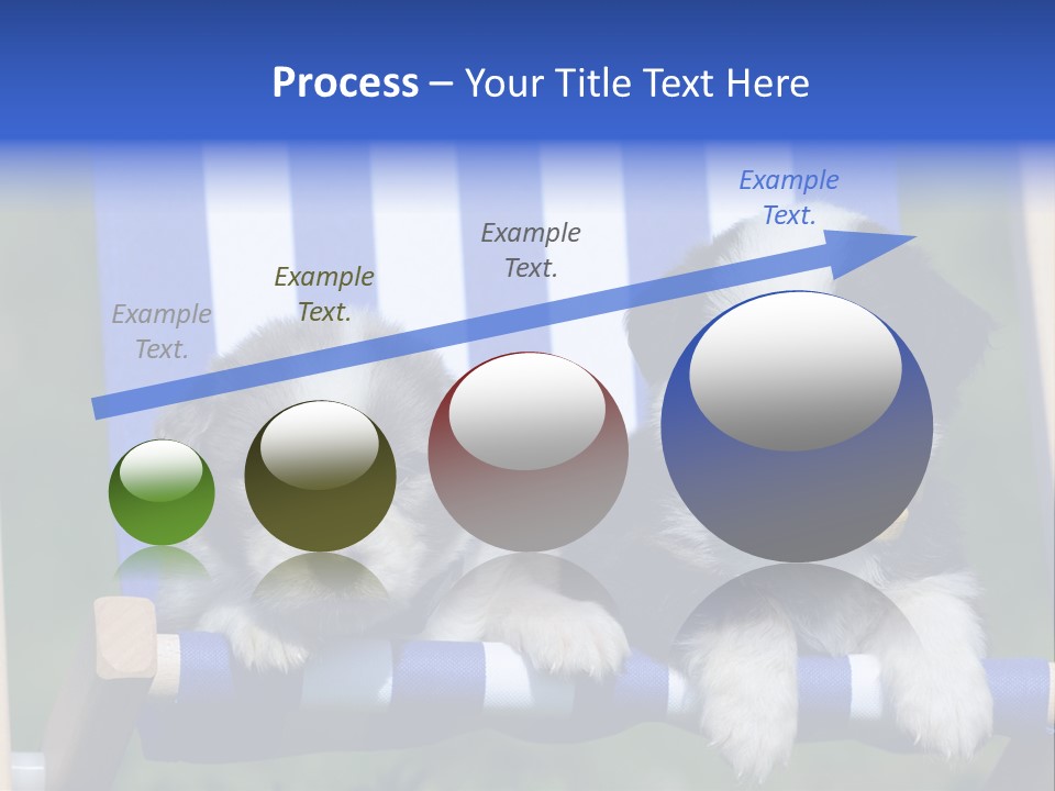 Stuhl Blue Merle Australian Shepherd PowerPoint Template