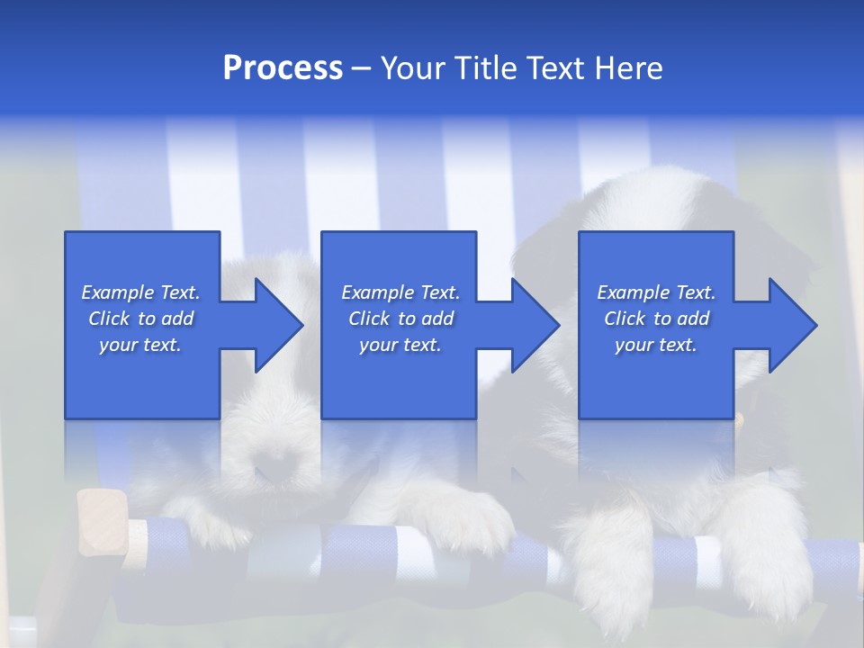 Stuhl Blue Merle Australian Shepherd PowerPoint Template