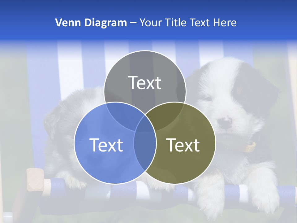 Stuhl Blue Merle Australian Shepherd PowerPoint Template