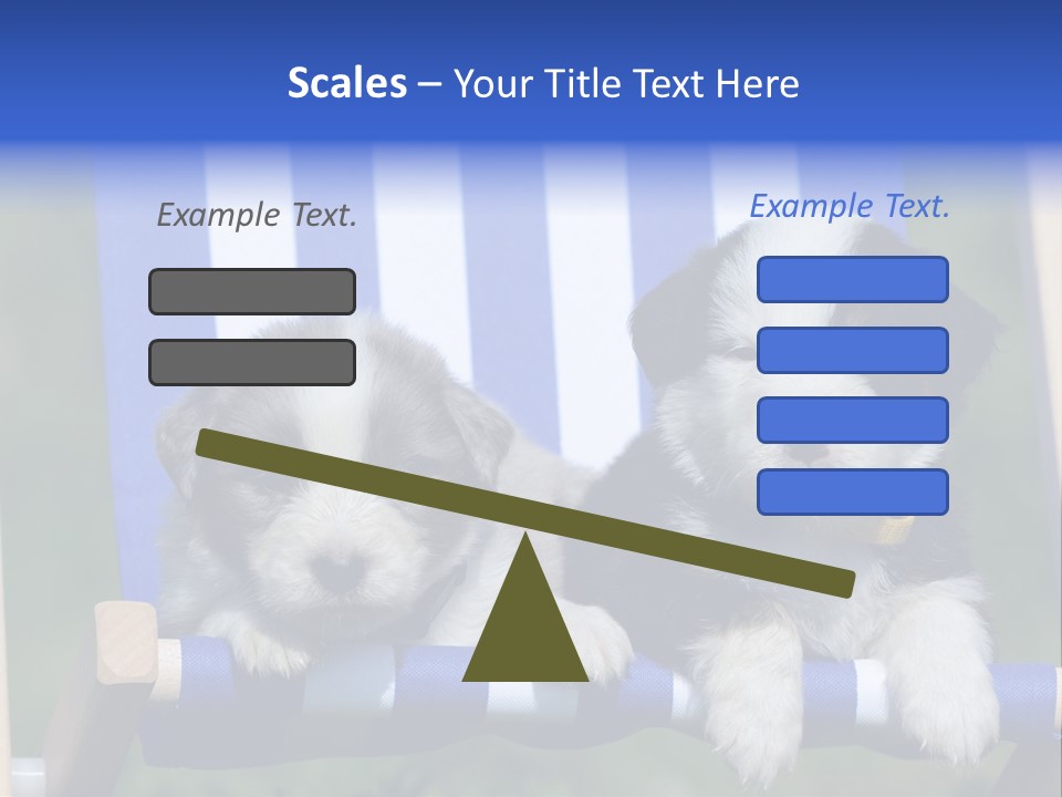 Stuhl Blue Merle Australian Shepherd PowerPoint Template