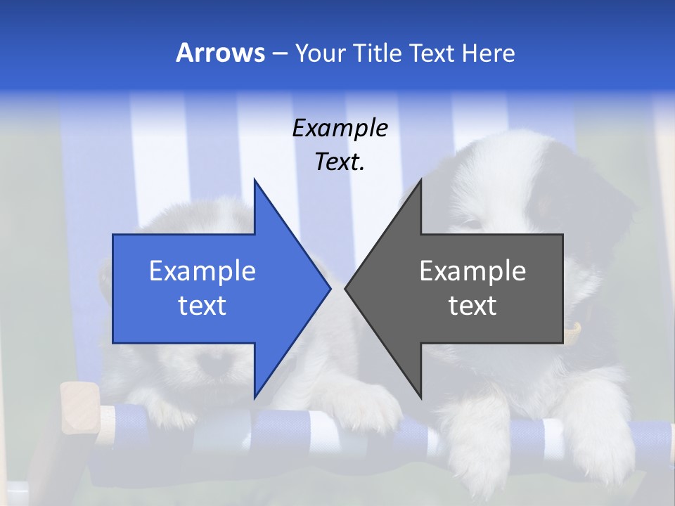 Stuhl Blue Merle Australian Shepherd PowerPoint Template