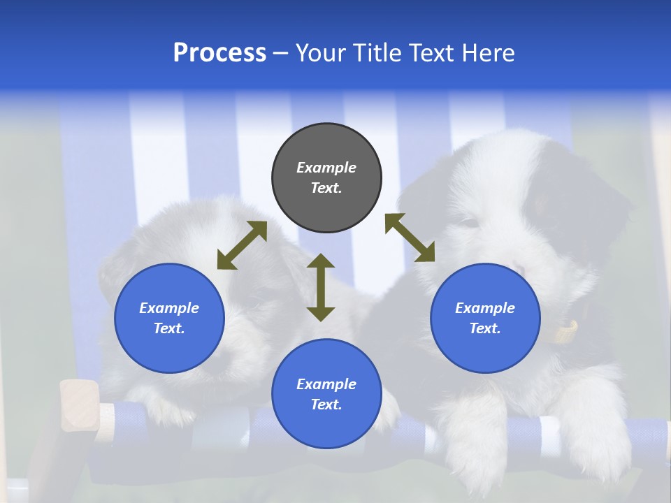 Stuhl Blue Merle Australian Shepherd PowerPoint Template