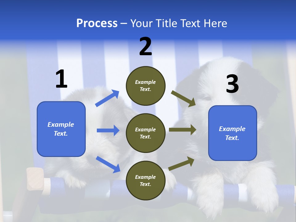 Stuhl Blue Merle Australian Shepherd PowerPoint Template