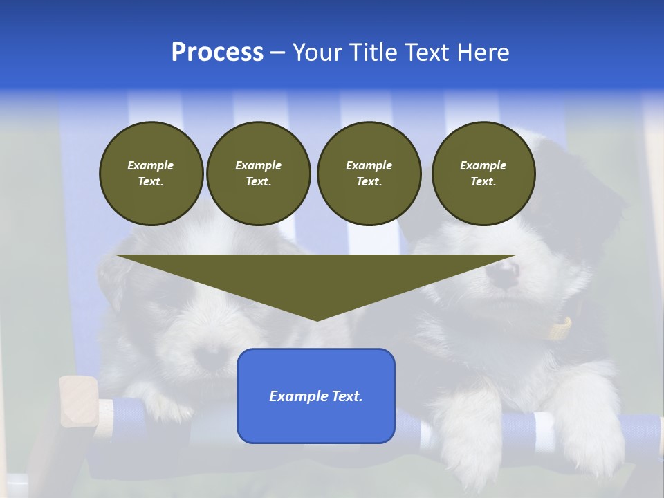 Stuhl Blue Merle Australian Shepherd PowerPoint Template