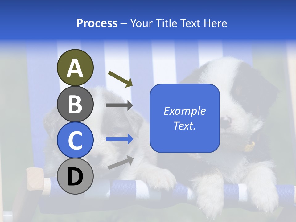 Stuhl Blue Merle Australian Shepherd PowerPoint Template