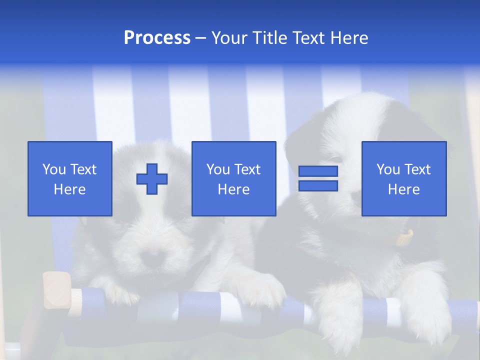 Stuhl Blue Merle Australian Shepherd PowerPoint Template