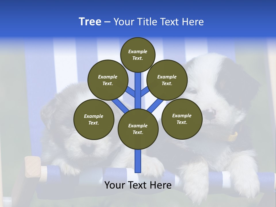 Stuhl Blue Merle Australian Shepherd PowerPoint Template