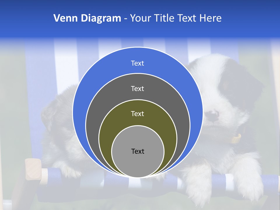 Stuhl Blue Merle Australian Shepherd PowerPoint Template