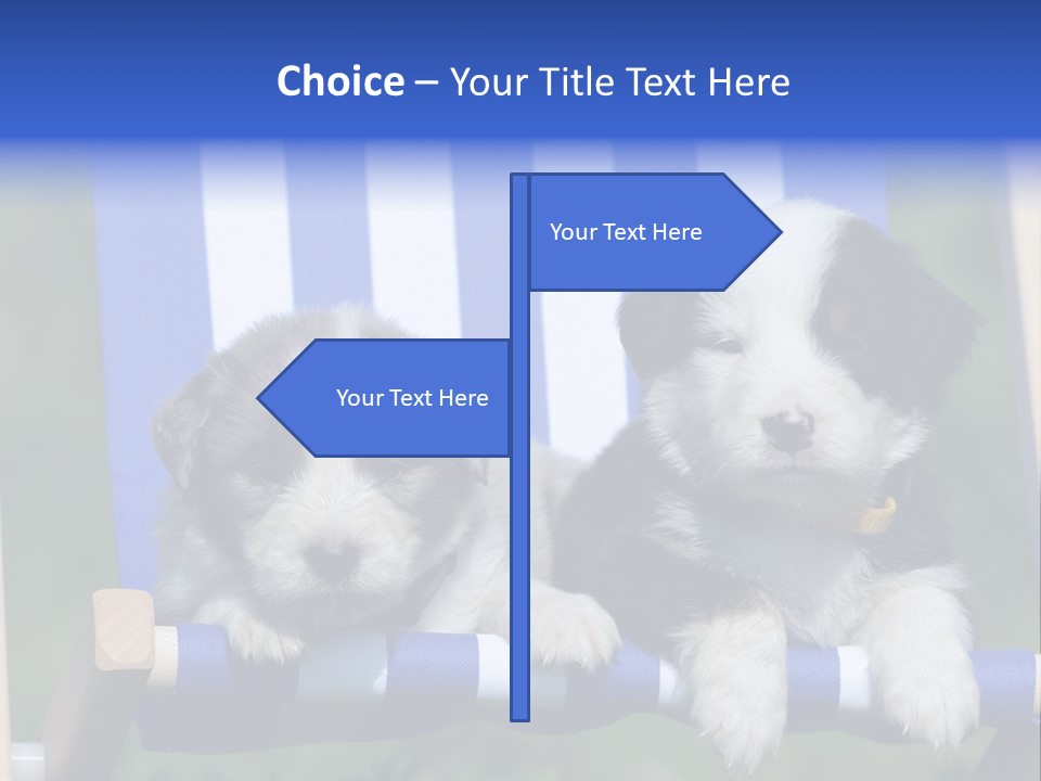 Stuhl Blue Merle Australian Shepherd PowerPoint Template