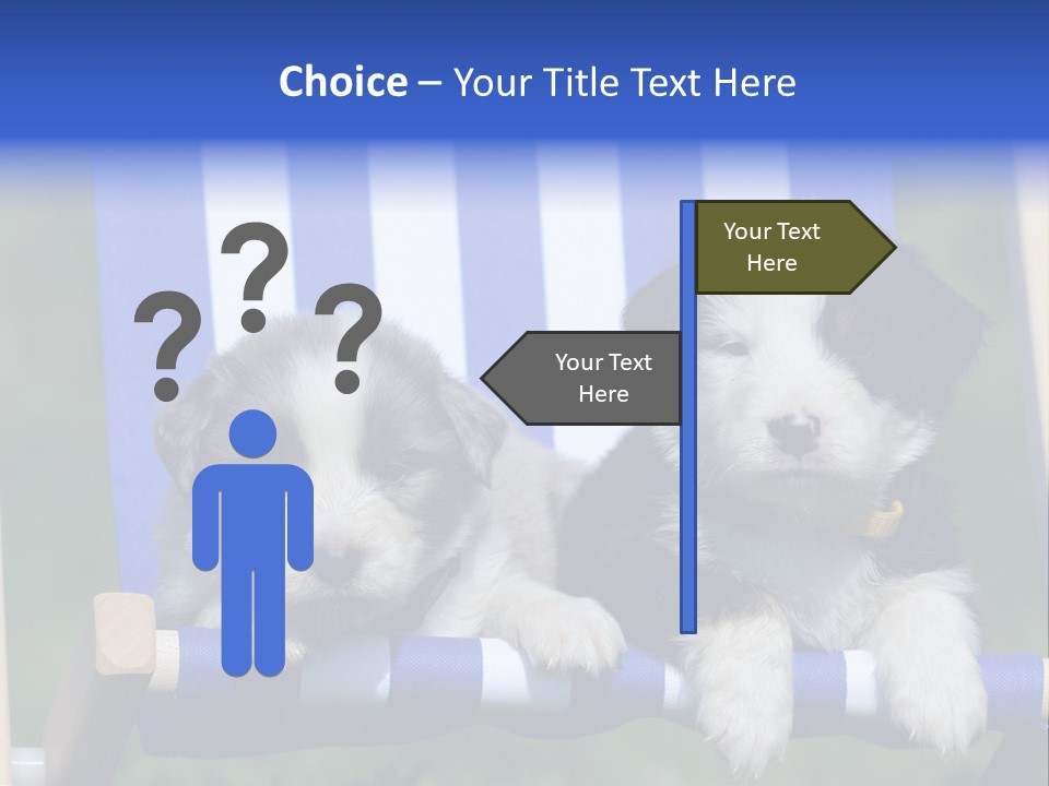 Stuhl Blue Merle Australian Shepherd PowerPoint Template