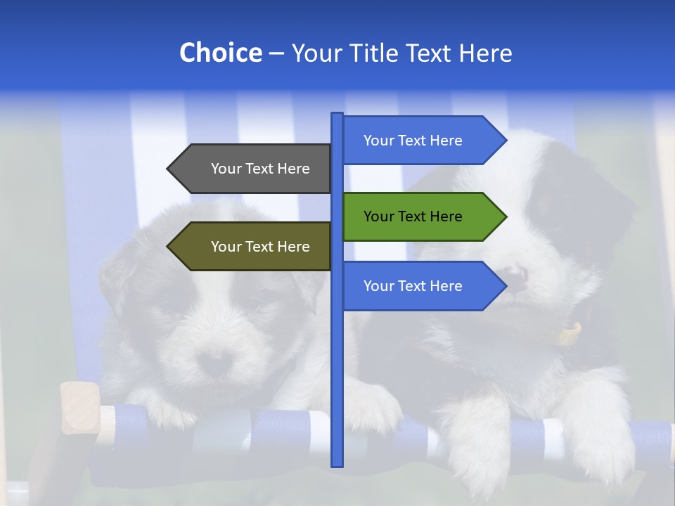 Stuhl Blue Merle Australian Shepherd PowerPoint Template