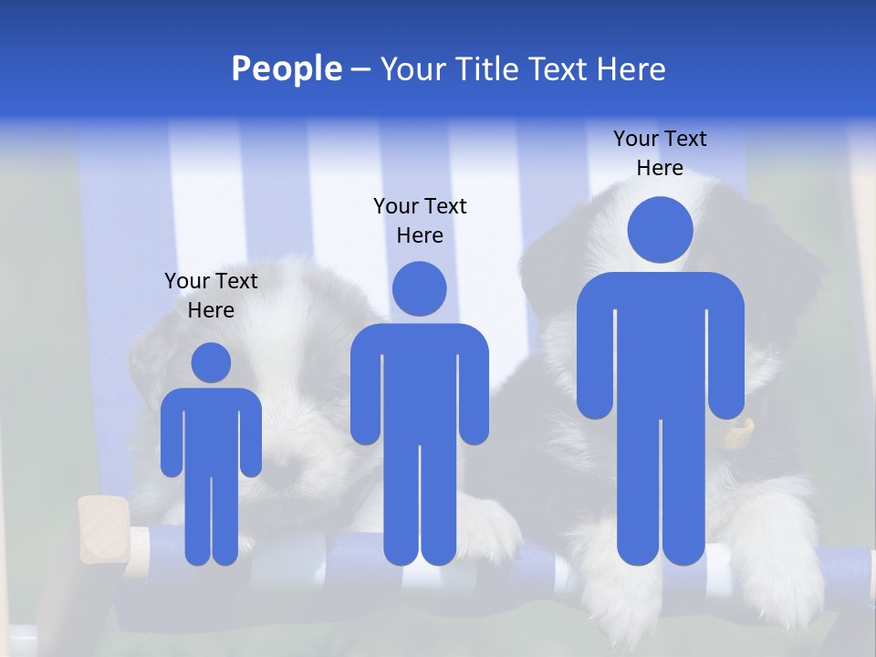 Stuhl Blue Merle Australian Shepherd PowerPoint Template