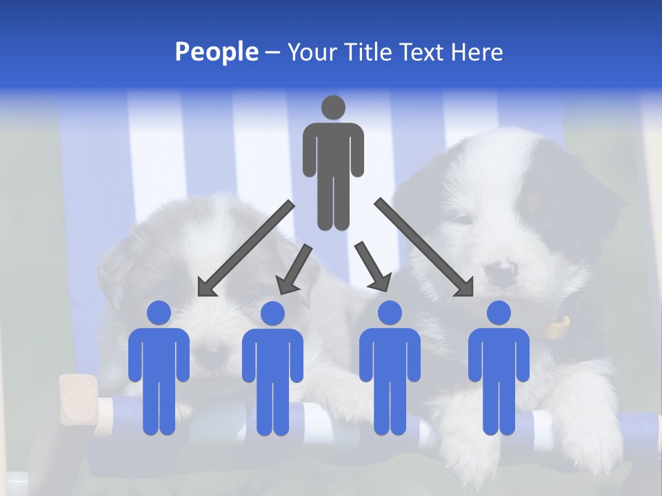 Stuhl Blue Merle Australian Shepherd PowerPoint Template