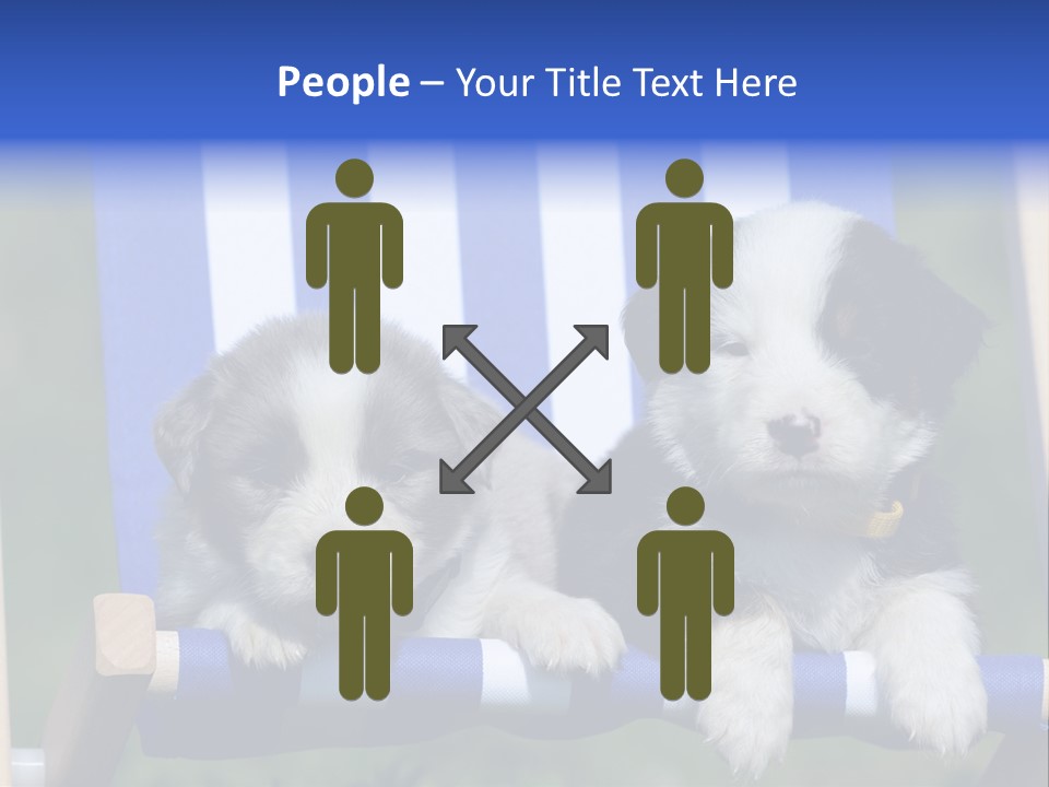 Stuhl Blue Merle Australian Shepherd PowerPoint Template