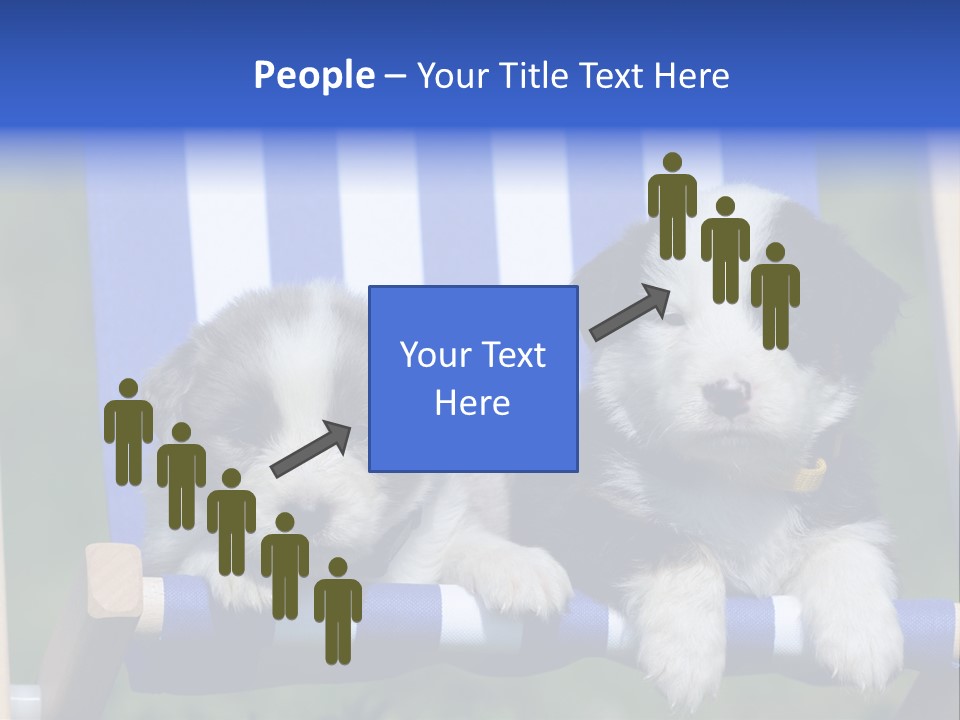 Stuhl Blue Merle Australian Shepherd PowerPoint Template