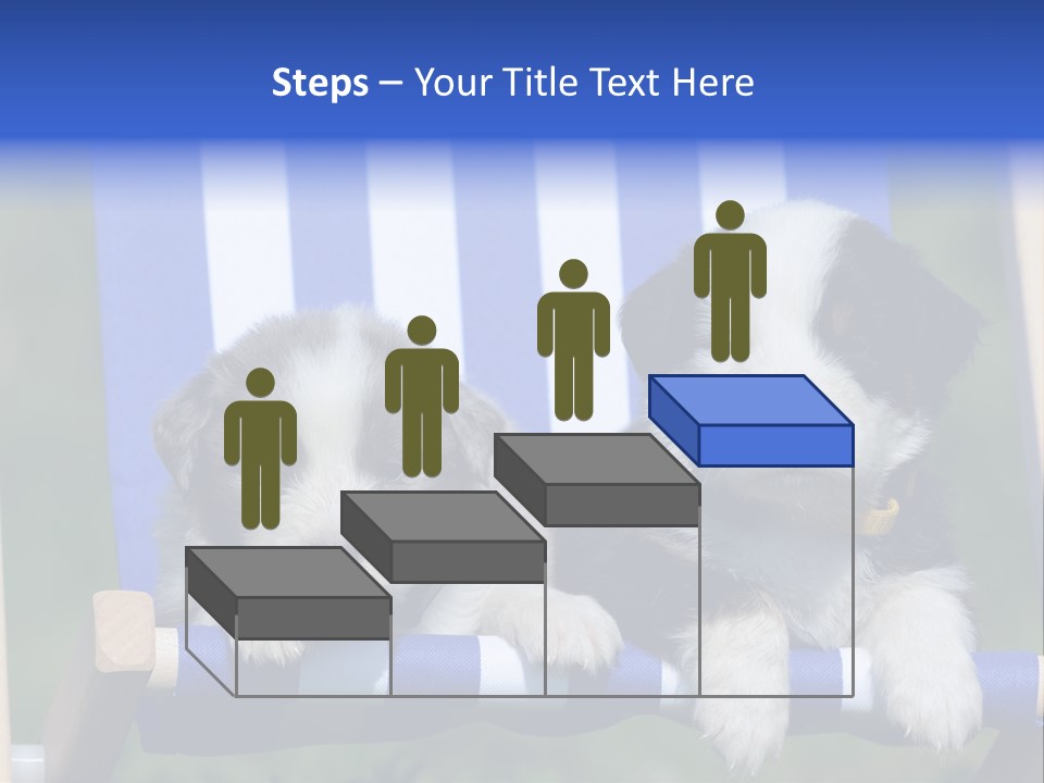 Stuhl Blue Merle Australian Shepherd PowerPoint Template