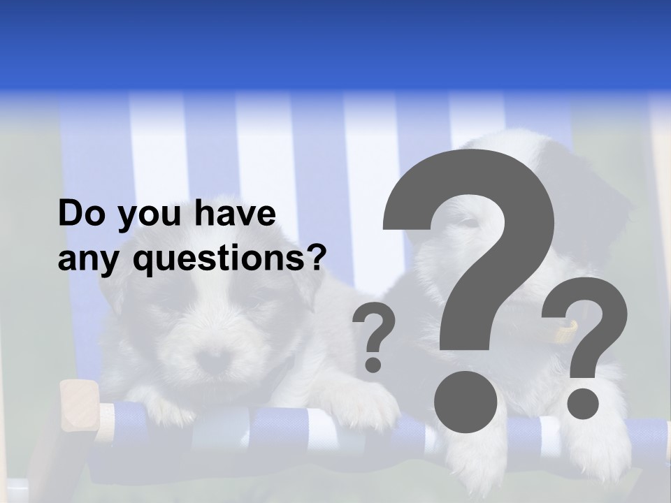 Stuhl Blue Merle Australian Shepherd PowerPoint Template