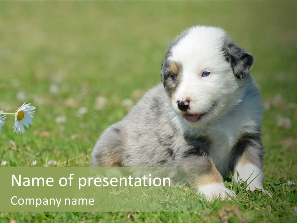 Hunde Hundewelpe Niedlich PowerPoint Template