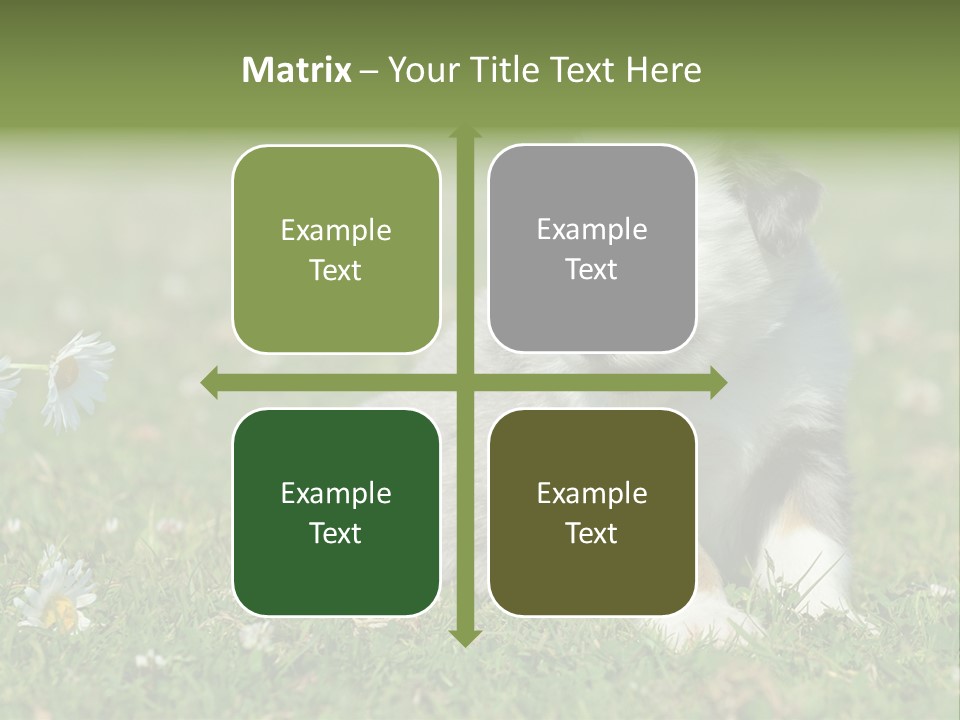 Hunde Hundewelpe Niedlich PowerPoint Template